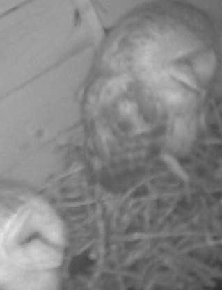 schleiereule-dohle_image_0.png schleiereule-dohle_image_0.png