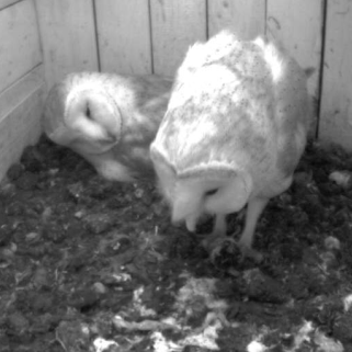 schleiereule_guckt_image_1.png schleiereule_guckt_image_1.png