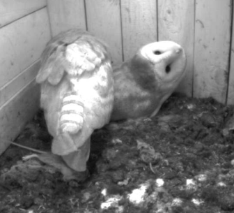 schleiereule_guckt_image_7.png schleiereule_guckt_image_7.png