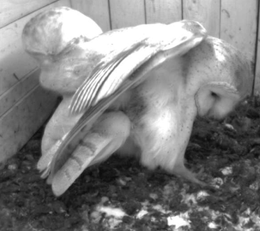 schleiereule_guckt_image_4.png schleiereule_guckt_image_4.png