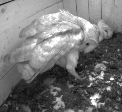 schleiereule_guckt_image_3.png schleiereule_guckt_image_3.png