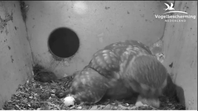 totessteinkauzkueken.png totessteinkauzkueken.png