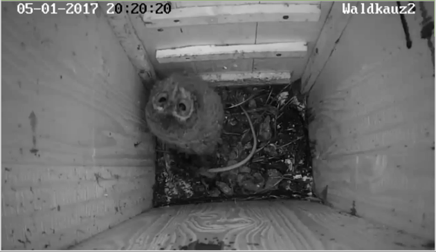 benjamin_mit_rattenschwanz.png benjamin_mit_rattenschwanz.png