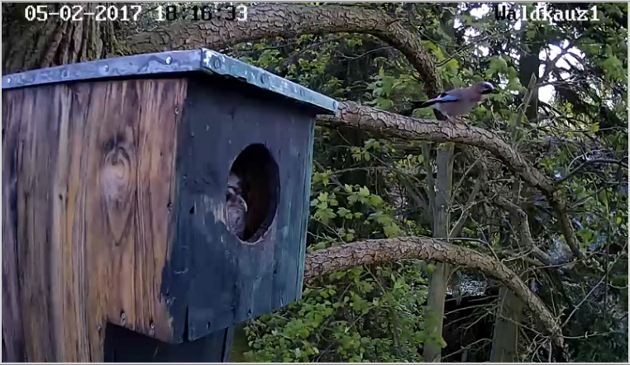 eichelhaeher-amkasten-2.png eichelhaeher-amkasten-2.png