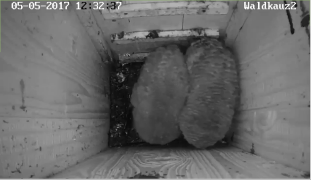 leichenschmaus.png leichenschmaus.png