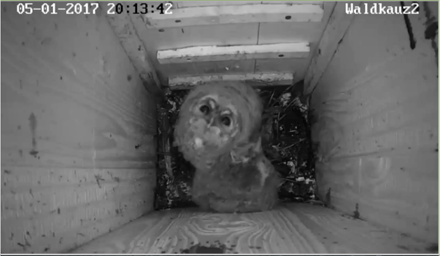 die_beiden_kleinen_kueken.png die_beiden_kleinen_kueken.png