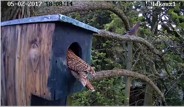 eichelhaeher-am-kasten.png eichelhaeher-am-kasten.png