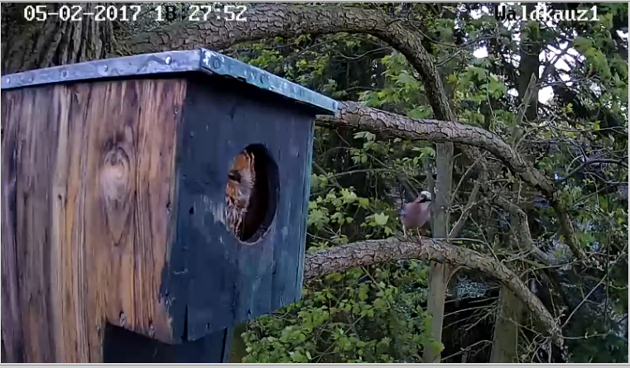 eichelhaeher-am-kasten-3.png eichelhaeher-am-kasten-3.png