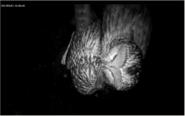 habichtskazmannimkasten-3.png habichtskazmannimkasten-3.png