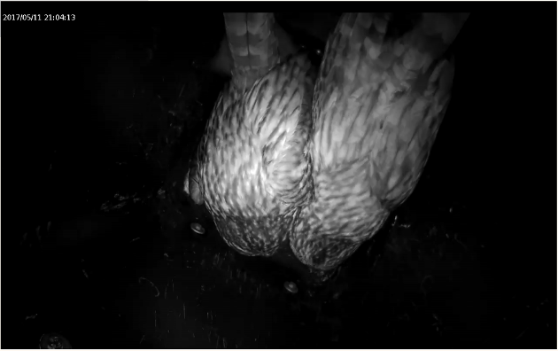 habichtskazmannimkasten-2.png habichtskazmannimkasten-2.png