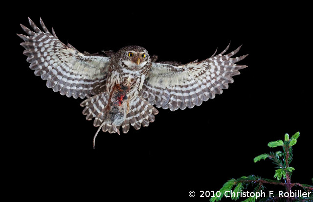 2_chr.f.robiller-sperlingskauz-640.jpg 2_chr.f.robiller-sperlingskauz-640.jpg