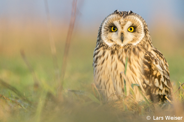 6_lars_weiser-640.jpg 6_lars_weiser-640.jpg