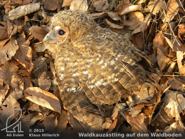 Junger Waldkauzästling auf dem Waldboden - keinesweg hilflos, denn er wird von den Eltern versorgt.<br>Sehr schön sieht man den für den Waldkauz charakteristischen purpurroten Lidrand.