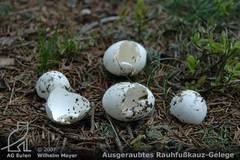 Ausgeraubtes Rauhfußkauz-Gelege