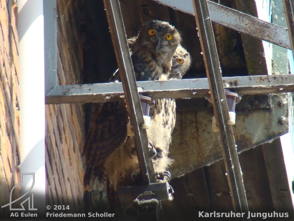 Junguhus beim Sonnenbad auf den Stromschienen des Krans außen an der Halle