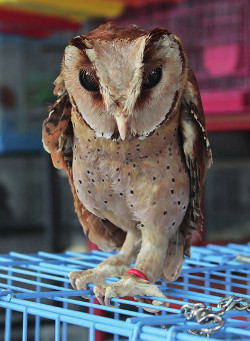 Abb. 1: Orient-Zwergohreule Phodilus badius<br>auf einem Vogelmarkt in Jakarta, Indonesien<br>am 12. Juni 2012.