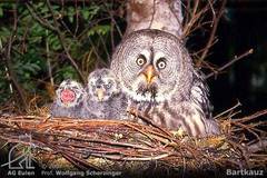 Bartkauz (Weibchen) mit Jungen im Nest